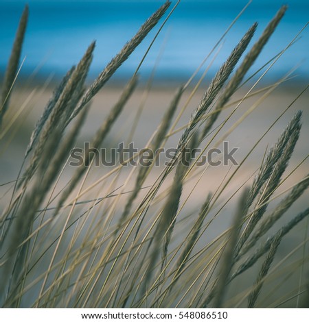 Image, Stock Photo marram grass Marram grass