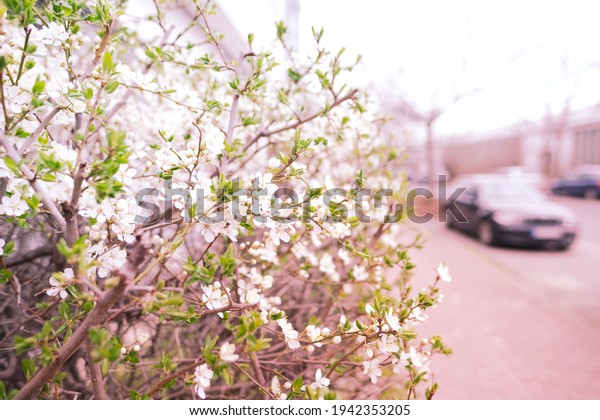 beautiful blurred banner with spring buds,\
white flowering bush on the street, city road, background for\
designer, concept of early spring, energy, ecological balance,\
nature protection