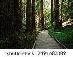 A beautiful boardwalk through the Cathedral Grove in Muir Woods National Monument