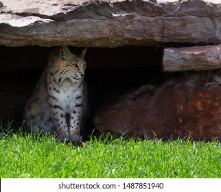 Beautiful Bobcat Sits Calmly In Its Den