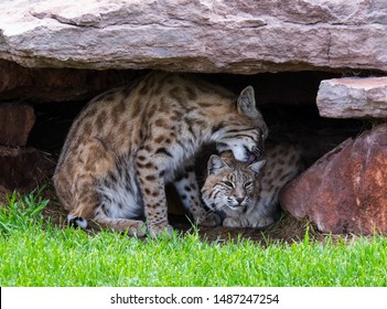 Beautiful Bobcats Engaging In Grooming Behaviour