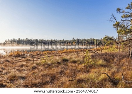 Beautiful bog by a lake with autumn colors