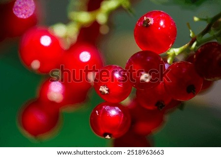 Beautiful bokeh effect with shallow depth of field. Stunning close-up shots of vibrant red currants. Capturing the intricate details and textures of redcurrants.