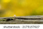 Beautiful boletus edulis mushroom banner in amazing green moss. Old magic forest mushrooms background. White mushroom in sunny day. High quality photo.