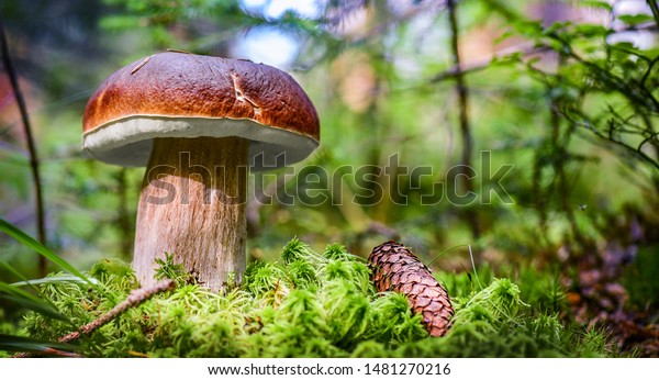 Suchen Sie Nach Schone Boletus Edulis Pilz Banner In Erstaunlichen Stockbildern In Hd Und Millionen Weiteren Lizenzfreien Stockfotos Illustrationen Und Vektorgrafiken In Der Shutterstock Kollektion Jeden Tag Werden Tausende Neue Hochwertige Bilder