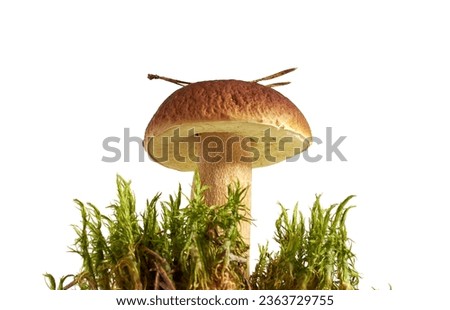  Beautiful boletus mushroom on moss. Isolated on studio white background                              