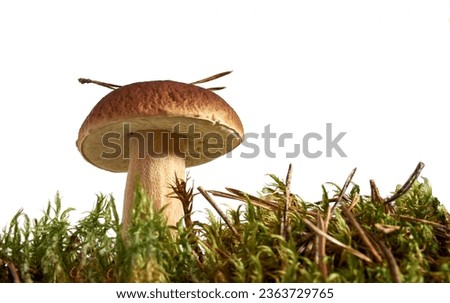  Beautiful boletus mushroom on moss. Isolated on studio white background                                 