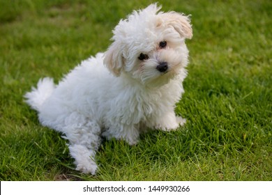 Beautiful bolognese puppy dog in the grass 