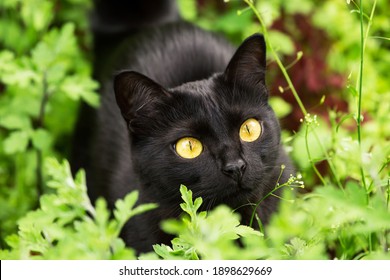 Beautiful bombay black cat portrait with yellow eyes closeup in green grass in nature in spring summer garden - Powered by Shutterstock