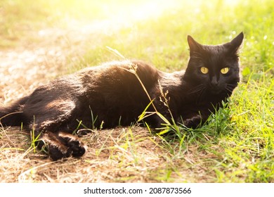 Beautiful Bombay Black Cat Portrait Lie And Relax Outdoors In Grass In Summer Spring Nature Garden On Sun In Sunlight