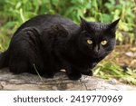 Beautiful bombay black cat with yellow eyes and on log, tree in spring, summer forest . Outdoor, cat in nature garden