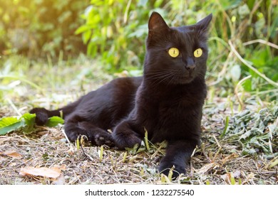 Beautiful Bombay Black Cat Yellow Eyes Stock Photo (edit Now) 1232275540