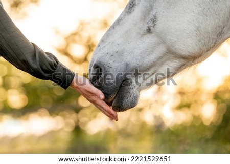 The beautiful bond and connection or friendship between a horse and a human hand and nose touch photograph