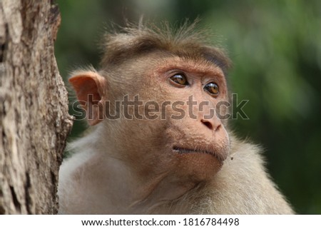 Beautiful Bonnet macaque monkey on top stock photo