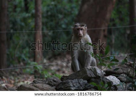 Beautiful Bonnet macaque monkey on top photo. under exposed