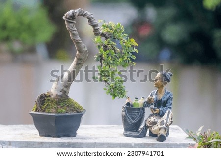 beautiful bonsai art with penjing art from ulmus tree with javanese old woman statue 