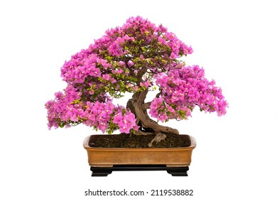 beautiful bonsai bougainvillea isolated on white background - Powered by Shutterstock