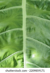 Beautiful Bonsai Leaves Green Background