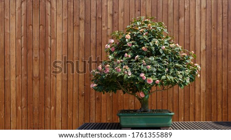 Beautiful Bonsai potted plant against wooden background, rose flowerpot decorated outdoors summer time. 
