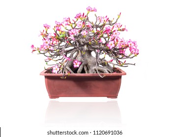 Beautiful bonsai tree with pink flower in flower pot on white background, Desert Rose, Adenium tree.