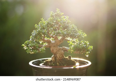 Beautiful bonsai tree, small bonsai plant growing green on brown pot over sunrise in the morning in nature background. Concept of bonsai, gardening, natural, abstract, art, Japanese.