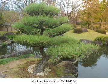 Beautiful Bonsai Trees In A Japanese Style Garden. Kyoto Japan