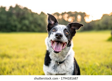 Beautiful Border Collie mix outdoors at sunset, easy to train dog breed