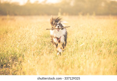 Beautiful border collie running in the grass. concept about animals and dogs