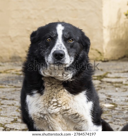 Beautiful Border Collie Sitting in a rustic farmyard- A handsome black‑and‑white Border Collie sitting attentively in a rustic farmyard.  The dog’s bright eyes, classic markings, and calm working‑dog posture create a warm, authentic farm aesthetic. Ideal for commercial use in themes of rural living, agriculture, herding breeds, countryside lifestyle, pets, and outdoor animal photography.