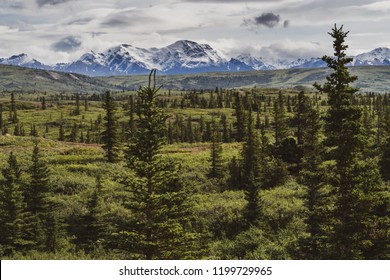 Beautiful boreal forest along the Richardson Highway shows the Delta Mountain Range  in Alaska