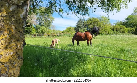 Beautiful Bornholm Island In Denmark