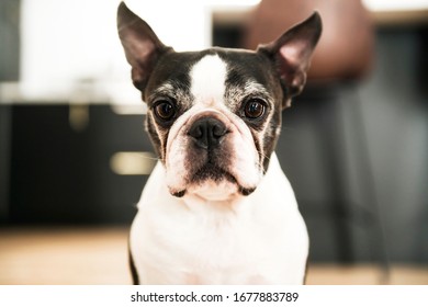 A Beautiful Boston Terrier Dog At Home