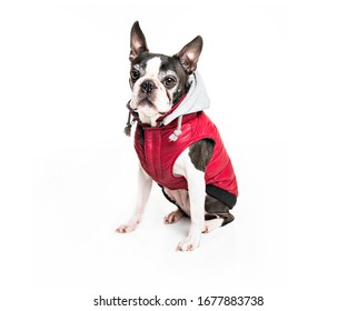 A Beautiful Boston Terrier Dog On White Background Wearing Winter Coat