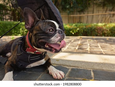 Beautiful Boston Terrier Puppy Resting After Play In Park With Umbrella Behind Him No People