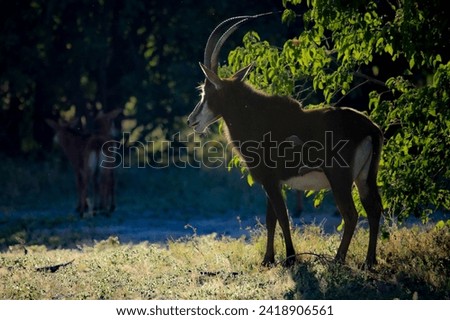 Beautiful Botswana showing its huge variation of animals