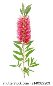 9,147 Bottle brush leaves Images, Stock Photos & Vectors | Shutterstock