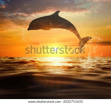 Beautiful bottlenose dolphin jumping out of sea at sunset 