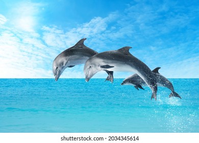 Beautiful Bottlenose Dolphins Jumping Out Sea Stock Photo 2034345614 ...