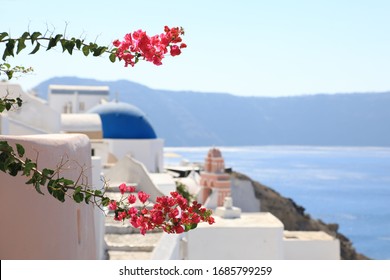 Beautiful Bougainvillea With Background In Oia, Santorini Island, Greece