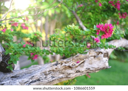 Beautiful Bougainvillea Flower
