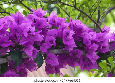 Beautiful bougainvillea flowers with green leaves. Close up view of bougainvillea purple flower. Blooming Purple Bougainvillea flower. Selective Focus - Powered by Shutterstock