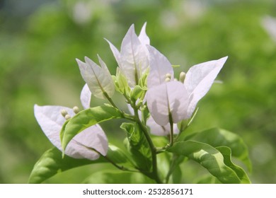 Beautiful bougainvillea flowers with green leaves. Close up view of bougainvillea white flower. Blooming white Bougainvillea flower. Selective Focus - Powered by Shutterstock