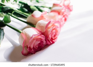Beautiful bouquet of blooming long stem pink roses  on white background. 