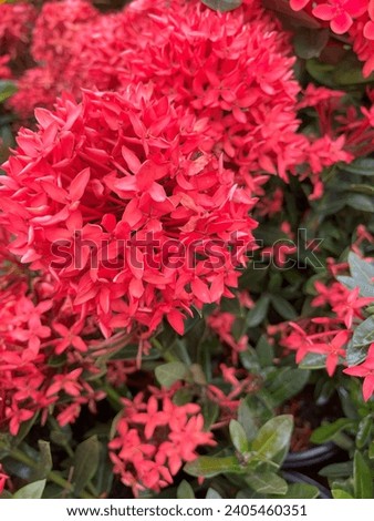 Beautiful bouquet of bright red Scarlet Jungleflame flower blooming plant