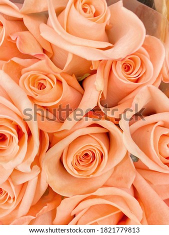 Beautiful bouquet bundle of peach color roses