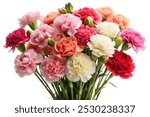 A beautiful bouquet of carnations in various colors, isolated on a white background. The flowers are fresh and vibrant, perfect for floral arrangements or as a decorative element.