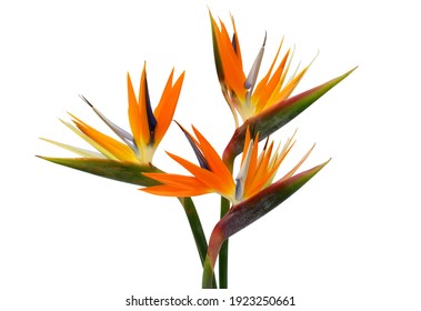 Beautiful Bouquet Of Flowers Bird Of Paradise On A White Background