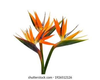 beautiful bouquet of flowers bird of paradise on a white background - Powered by Shutterstock