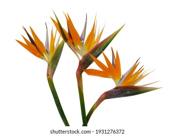 Beautiful Bouquet Of Flowers Bird Of Paradise On A White Background