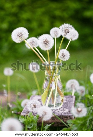 Similar – Image, Stock Photo A still closed dandelion flower.